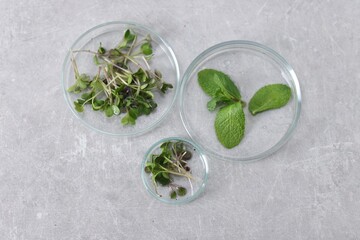 Biochemistry. Petri dishes with different plants on light grey table, flat lay