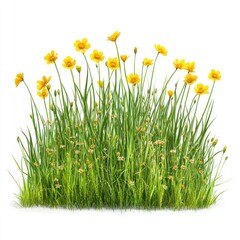 Fototapeta premium Flowers grass yellow green.