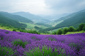 Lavender Field Blooming in Valley with Mountains on Overcast Day