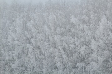 snowy forest north-eastern Europe in fog on the last day of winter