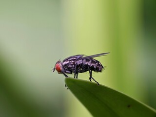 Flesh flies or Sarcophaga land on leaves