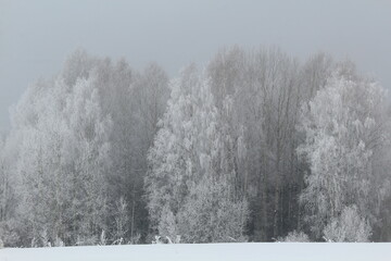 winter forest in snow and fog on the last day of winter
