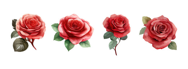 Rose flowers watercolor set. Collection of pink or red roses isolated on white background. Vector illustration