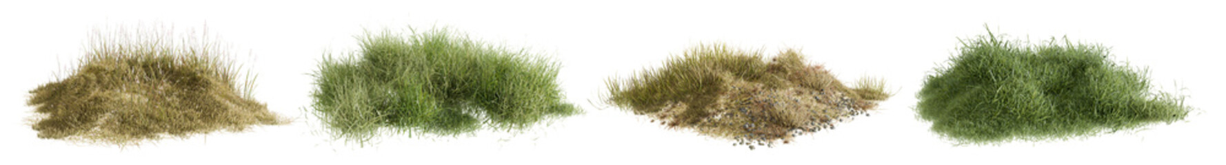 bush grass transparent	
