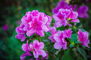 Obraz premium Close-up of purple azaleas blooming in the city botanical garden.