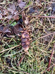 Pine cone on the ground