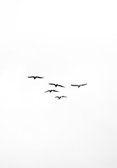 minimalist and monochromatic photography of birds in flight together