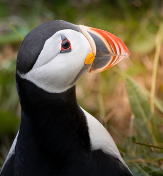 Papageitaucher, Puffin Portrait 