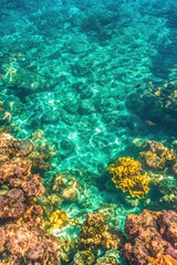 Obraz premium Crystal-clear water reveals vibrant coral formations, showcasing