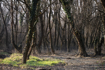 Fototapeta premium spring forest landscape with lace of branches and trees