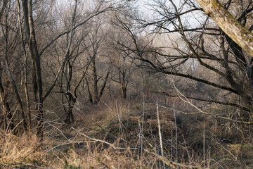 spring forest landscape with lace of branches and trees