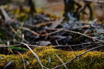 spring forest landscape with lace of branches and trees