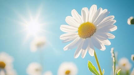 Daisy flower sky outdoors sunlight.
