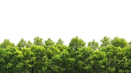 Real maple forest landscape outdoors scenery.