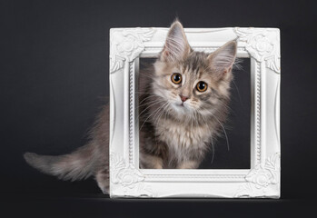 Cute Maine Coon cat kitten, standing with head through picture frame. Looking attentive to camera. Isolated on a black background.