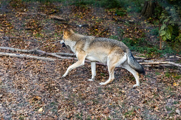 Wild wolf standing in autumn leaves near a tree in a forest habitat