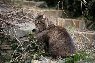 fluffy cat in the bosom of nature
