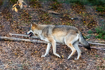 Wild wolf standing in autumn leaves near a tree in a forest habitat