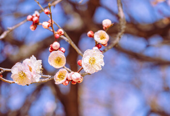 運動公園　梅の花2ｰ80