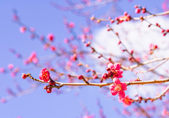 運動公園　梅の花2ｰ79