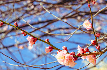 運動公園　梅の花2ｰ71