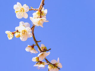 運動公園　梅の花2ｰ60