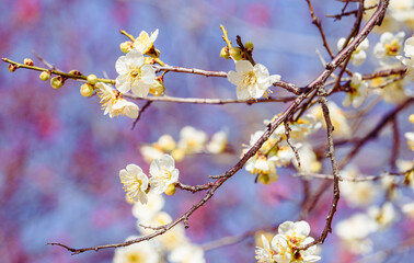運動公園　梅の花2ｰ58