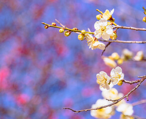 運動公園　梅の花2ｰ59