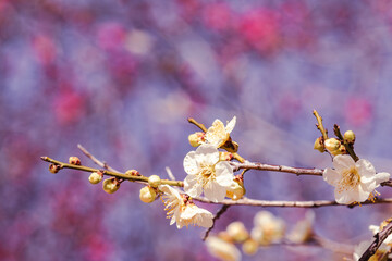 運動公園　梅の花2ｰ53