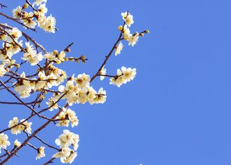 運動公園　梅の花2ｰ52