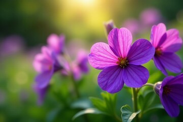 Fototapeta premium Close-up of vibrant purple flowers blooming in a lush garden, blooming, purple