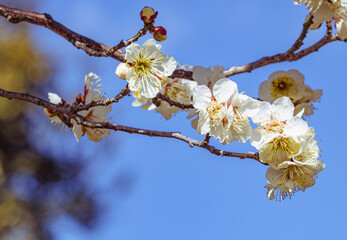 運動公園　梅の花2ｰ43