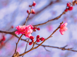 運動公園　梅の花2ｰ25