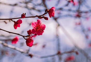 運動公園　梅の花2ｰ23