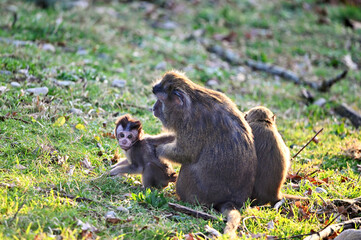 cynomolgus monkey mother and baby. Macaca fascicularis mother takes care of her newborn