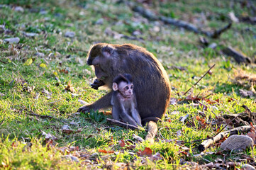 Obraz premium cynomolgus monkey baby in the grass with its mother sitting next to it. Macaca fascicularis