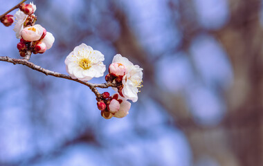 運動公園　梅の花2ｰ5