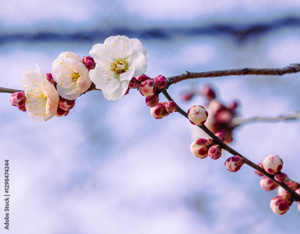 Canvas Prints 運動公園　梅の花2ｰ1