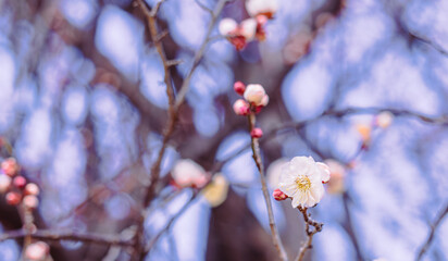 運動公園　梅の花2ｰ2