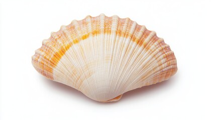 A beautiful, delicate seashell showcasing intricate patterns and soft colors, ideal for beach-themed designs and nature projects.