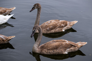two young brown mute swans, white plumage not yet formed