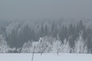 winter forest in snow and fog on the last day of winter