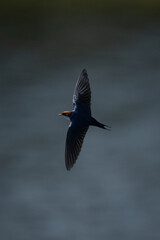 Wire-tailed swallow flies over water spreading wings