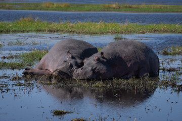 Two hippos lie sleeping on sunny floodplain