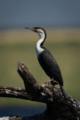 White-breasted cormorant in profile on guano-covered log