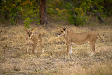 Two lionesses stand staring in grassy clearing