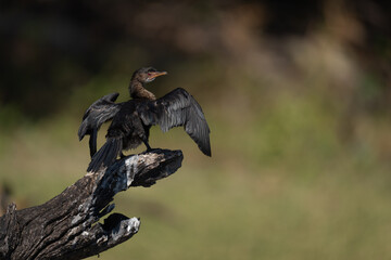 Reed cormorant drying wings on tree stump