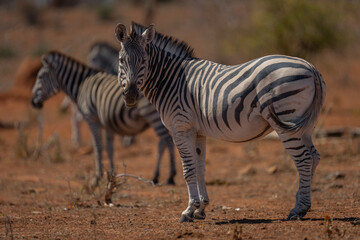 Plains zebra stands with others watching camera
