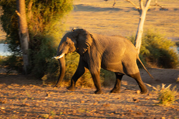 Fototapeta premium Slow pan of African elephant passing trees
