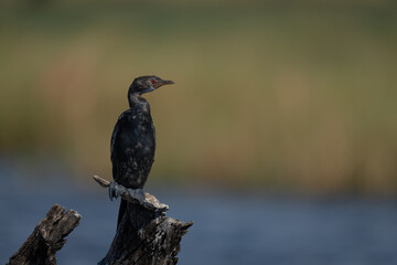 Reed cormorant on tree stump in river